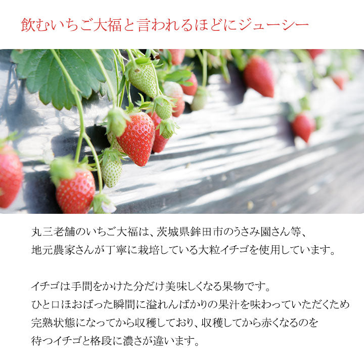 極 いちご大福 デラックス (3個入) – 丸三老舗